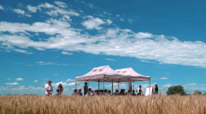 Trigo 2026/27: buenas perspectivas productivas, en un contexto de márgenes ajustados