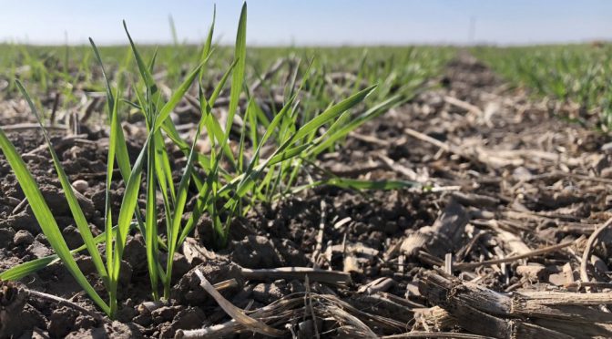 Entre el clima a favor y los números en contra: la primera proyección de siembra de trigo marca una caída