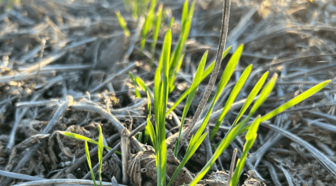 Trigo: un tratamiento de semillas biológico “promueve” una mayor eficacia en la siembra