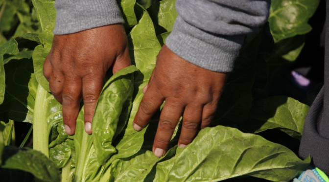 Más de 40.000 beneficiarios: en Córdoba entregan kits de semillas para “La Huerta en Tu Hogar”