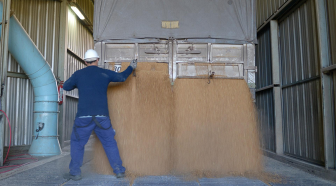 Ventas frenadas, pero empuje exportador: las dos caras de la soja en el inicio de una nueva campaña comercial