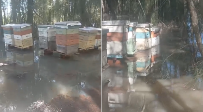 Las abejas también sufren las inundaciones: “No poder ingresar a los apiarios nos impide alimentarlas”