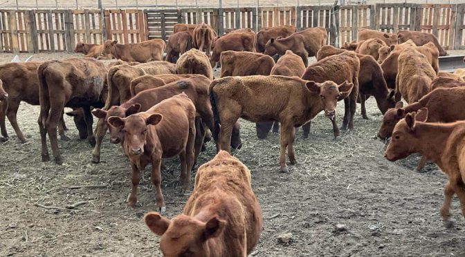Los terneros marcan el ritmo de un año atípico para la ganadería: la zafra más lenta en una década