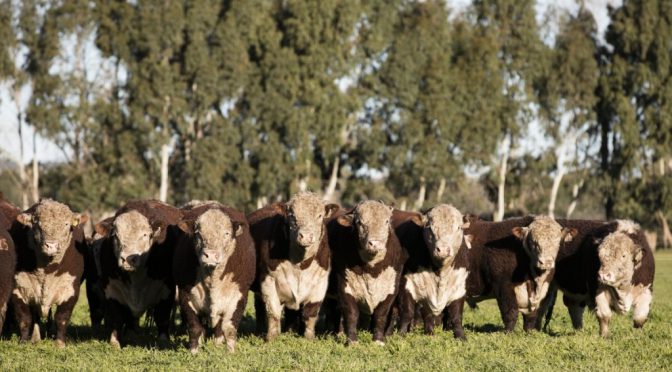 Norma europea antideforestación: por qué llaman a los ganaderos a inscribirse ya en el VISEC Carne