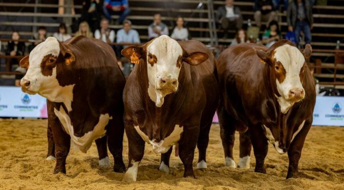 “El asado nos une”: la genética Braford marcará el pulso del buen momento ganadero en Corrientes