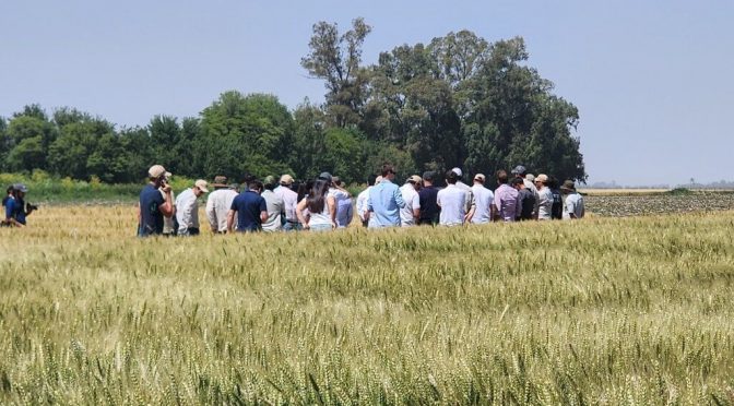 Genética de vanguardia: el trigo se planta en Mar del Plata con el ADN de “ir más allá”