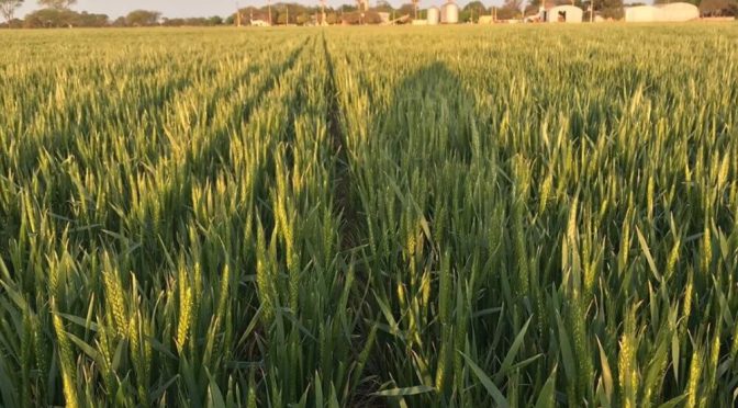 El trigo, ante una siembra que obliga a ser más “finos” que nunca: “No fertilizar no es la solución”