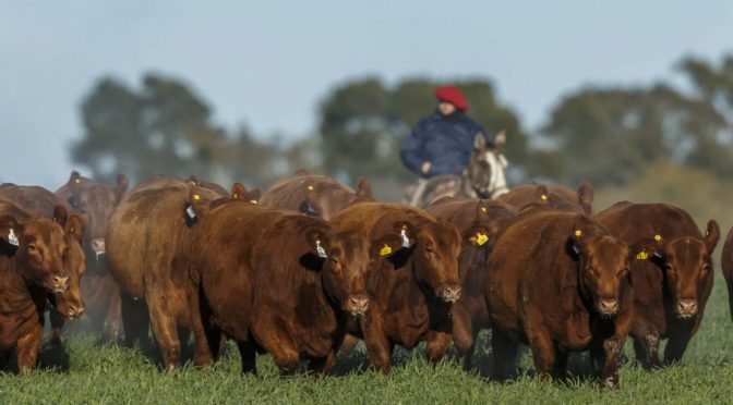 Retención de vientres y feedlots llenos: “Hoy la ganadería tiene la dopamina por las nubes”