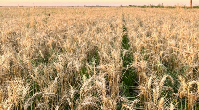 Siembra de trigo: desde Rosario avizoran 500.000 hectáreas menos, por el alto costo de la urea