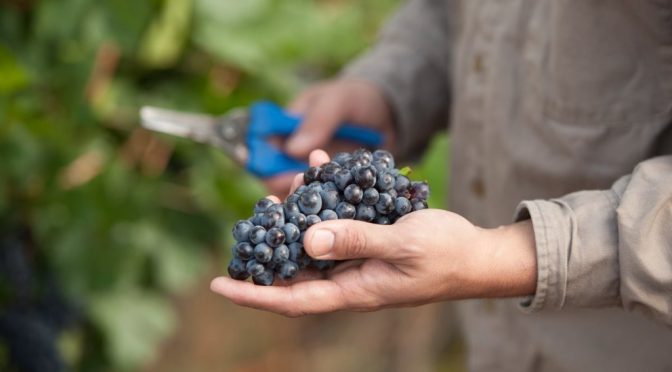 La cosecha argentina de uva tuvo un leve retroceso: la vendimia 2026 cerró con una baja del 8%
