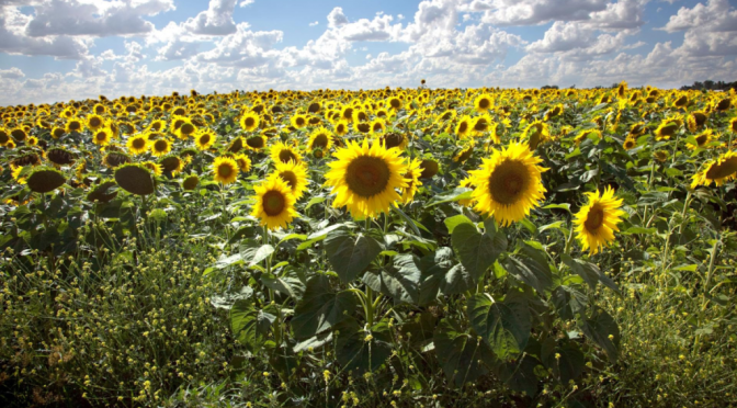 De la siembra a la cosecha, todo fue récord: los números de la histórica campaña de girasol
