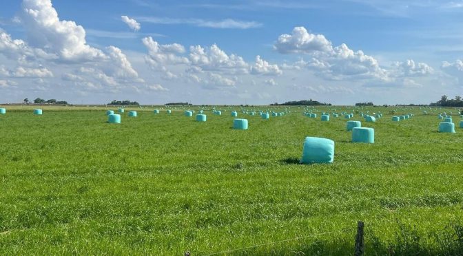 La alfalfa también nutre el boom agroexportador: los envíos crecieron más de 90% en el primer trimestre