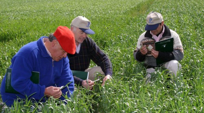 Trigo: con perfiles cargados, la clave está en “afinar el lápiz” de la nutrición