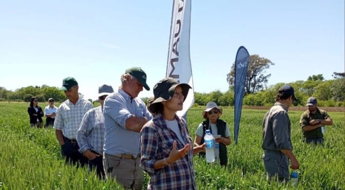 Fertilizar con “sabiduría”: con microgranulados, la nutrición del trigo es más “inteligente” y eficiente