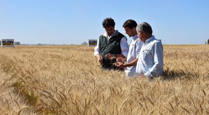 Trigo: entre la innovación genética y los desafíos económicos de una nueva campaña
