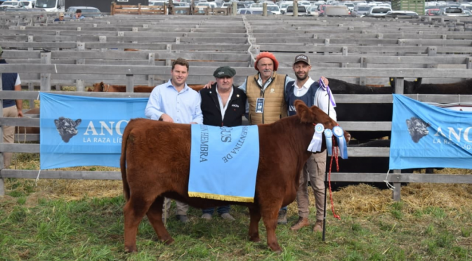 Cabañero en la semana, peluquero los “findes”: el joven que logró la mejor hembra Angus en Agroactiva