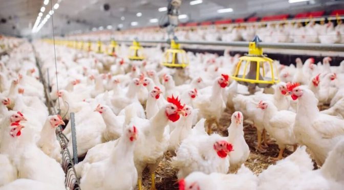 El festejo del pollo en el Día de la Avicultura: supera a la carne vacuna y es récord de consumo