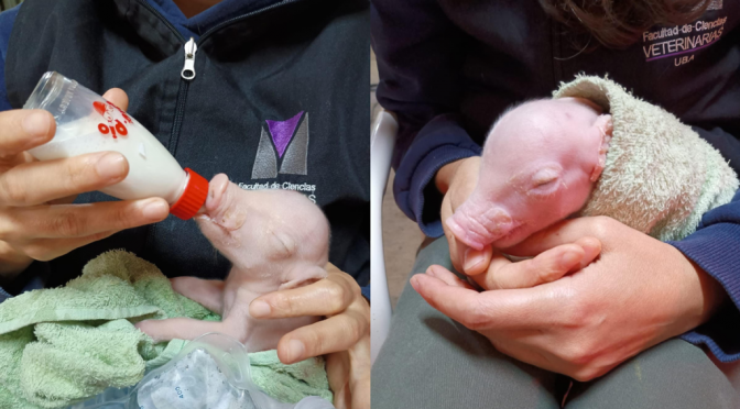 Hito de la ciencia argentina: en la UBA nació el primer cerdo de Latinoamérica modificado genéticamente