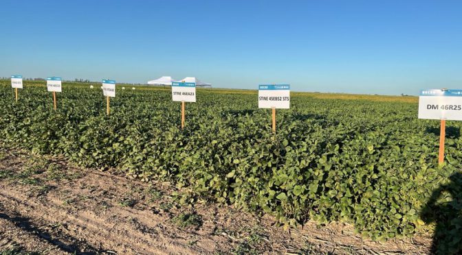 La soja dejó su marca: con techos de 5.900 kg/ha en zona núcleo, ¿cuáles fueron los cultivares más rendidores?