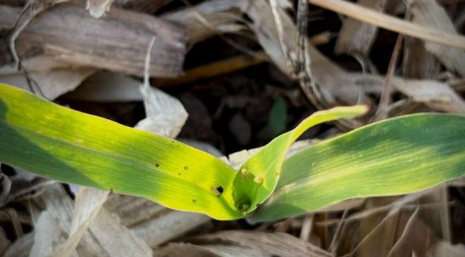 Chicharrita del maíz: recomiendan una “veda regional” y no confiarse con el frío, para evitar su proliferación