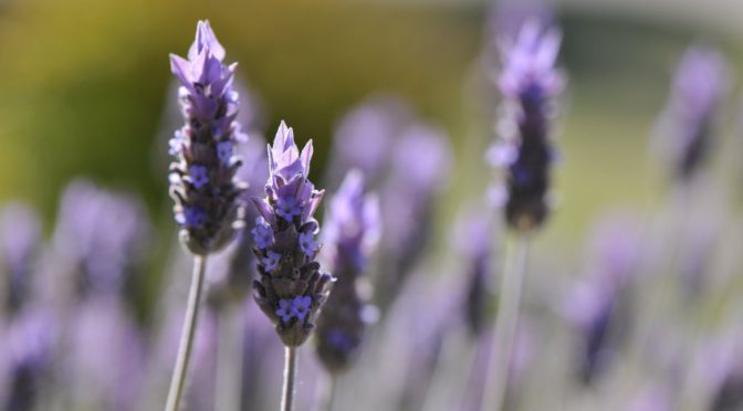 Lavanda: propiedades, cultivo y usos en Argentina