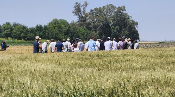 Heladas en trigo: por qué el daño visual engaña y cómo proteger el potencial con tecnología
