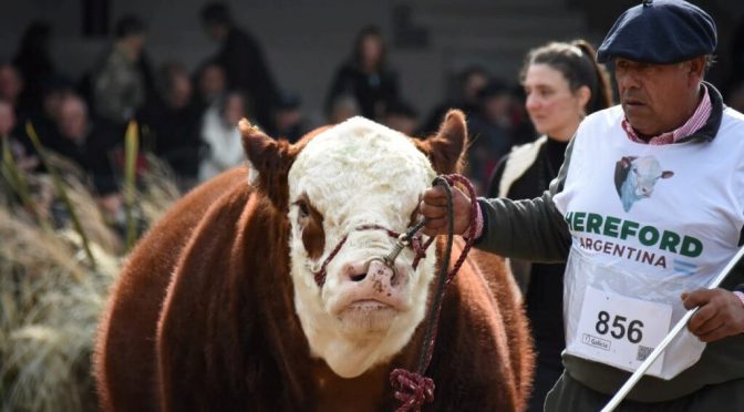 Genética y carne de elite: sin fronteras, los Hereford también copan la gran ciudad