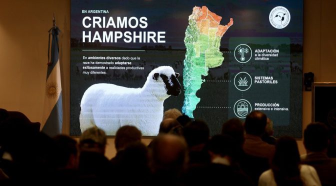 En La Rural también se juega un Mundial: el primer Congreso global de los ovinos Hampshire Down