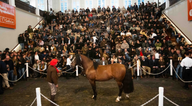 Un caballo criollo hizo récord en Palermo: $ 150 millones por el 90%