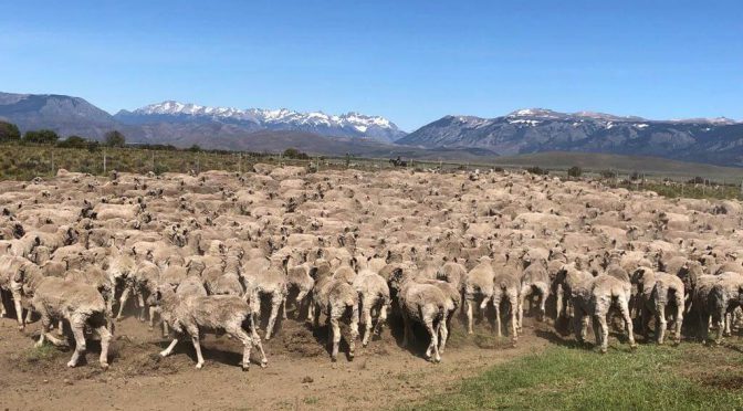 Predadores, jabalíes y guanacos: la ganadería ovina de Chubut languidece y productores reclaman medidas urgentes