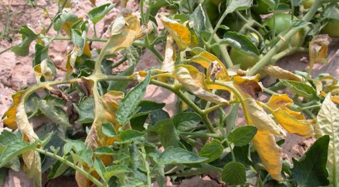 Una solución biológica contra Fusarium: hallan bacterias capaces de degradar la micotoxina del hongo