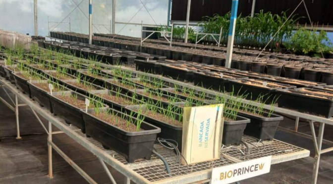 ¿Un hito para los biológicos?: una empresa asegura que avanza con el primer “bioherbicida” argentino