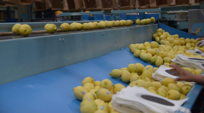 Nuevo mercado: se logró la apertura de Panamá para los cítricos argentinos