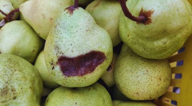 La bacteria que “espera” en la fruta: detectan una nueva enfermedad en peras y manzanas