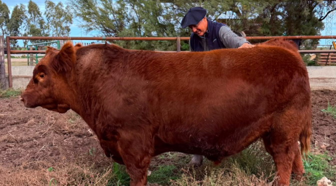 El toro argentino más caro de la historia: un macho Angus se vendió por $ 300 millones el 50%