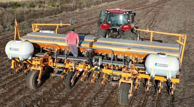 ¿Qué pasará con la siembra de maíz?: una nueva estimación afirma que el área será similar a la 2025/26