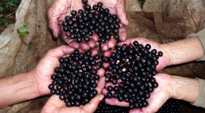 Açaí: qué es, propiedades y por qué es el superfruto de moda