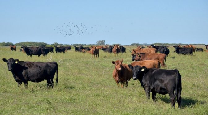 Financiamiento para el agro: en dos años, se otorgaron créditos a valor producto por $67.000 millones
