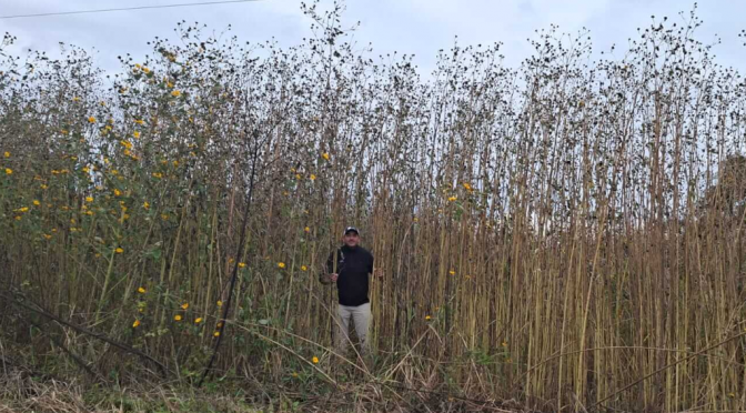 “Pasto cubano”, la gigantesca maleza que enciende alertas: alcanza 7 metros de alto y avanza hacia Córdoba