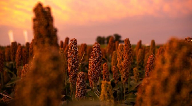 Hasta 15.000 kilos por hectárea: un ajuste de manejo en el sorgo, para conducirlo a más rendimiento
