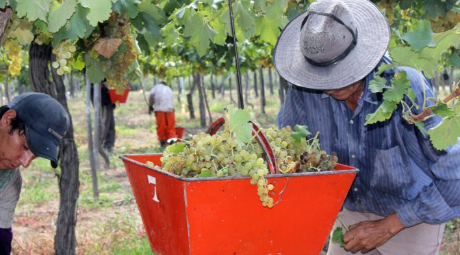 Conflicto en el vino: el sindicato vitivinícola inicia asambleas ante la falta de acuerdo salarial