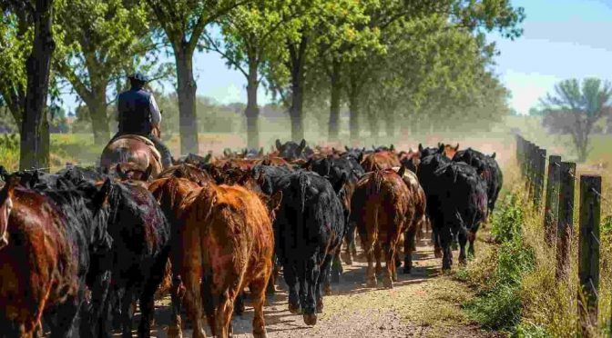 La “guerra” del campo cordobés contra las guías de hacienda: reclaman una ley provincial que las prohíba