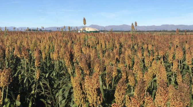Incentivo para la siembra: con menor oferta global y demanda china activa, el sorgo tiene una gran oportunidad