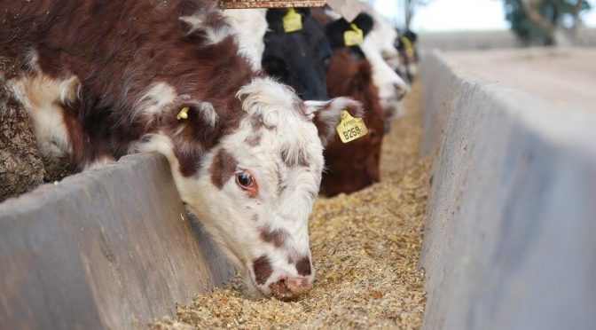 Las brechas productivas de la nutrición animal: el “potencial enorme” para crecer en la generación de proteínas