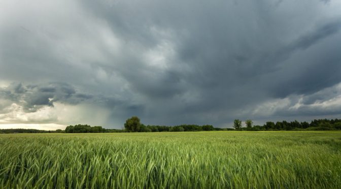 Comenzó la primavera y El Niño se intensifica, pero aún no aparece: el trigo ya clama su presencia