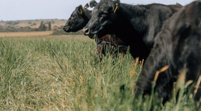 Genética forrajera: el desafío de llevar las pasturas subtropicales a los campos donde manda el frío