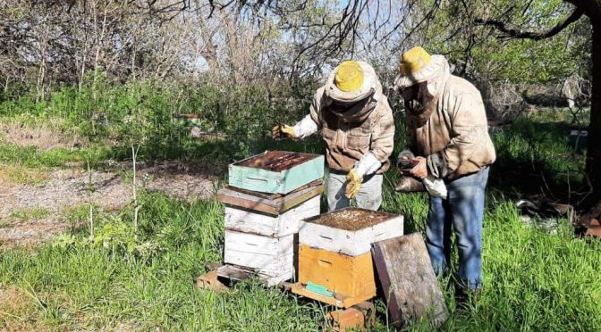 Las abejas también se preparan ante El Niño: claves para proteger las colmenas frente a lluvias abundantes