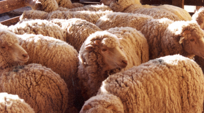 La lana teje un crecimiento sostenido: inició la zafra 2026/27 con el doble de dólares por exportaciones
