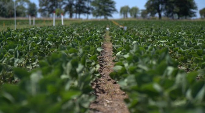 Nace Vylor, una nueva gigante de las semillas: creada por Corteva, promete “reinventar la agricultura”