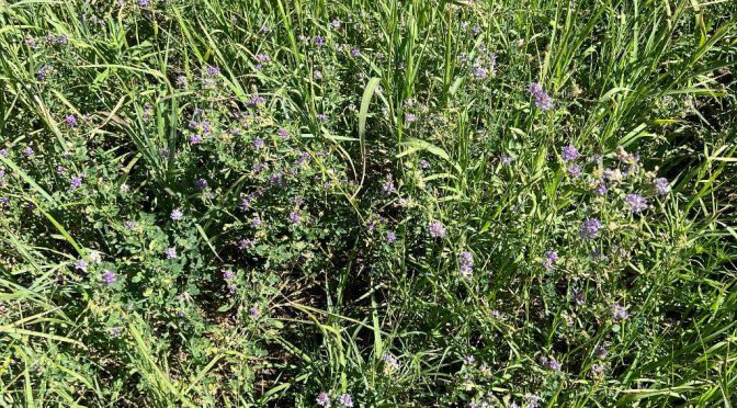 Pasturas polifíticas: cómo diseñar la estrategia forrajera a partir del ambiente